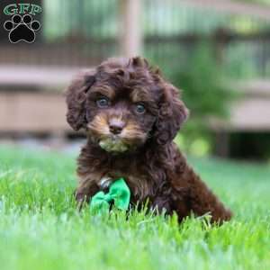 Theodore, Cockapoo Puppy